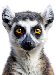 Detailed portrait of a curious ring-tailed lemur looking directly at the camera