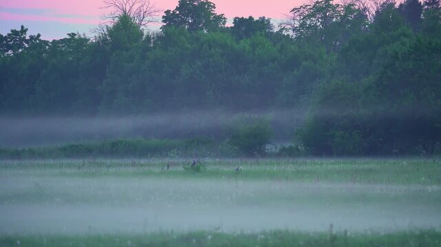 dawn fog landscape, misty dawn scene with distant forest silhouettes and gentle haze, preliminary shots of foggy wetlands at sunrise featuring trees and subtle atmospheric mists