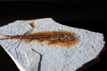 Fish Fossil Specimen