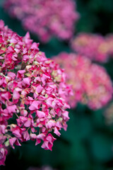 pink flowers in the garden