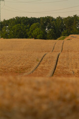 A serene view of golden wheat fields under a warm evening sky, featuring pathways leading through the crops, showcasing the beauty of rural agriculture.