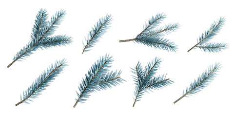 set of fir branches isolated on white
