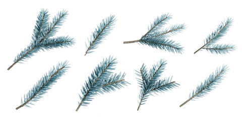 set of fir branches isolated on white