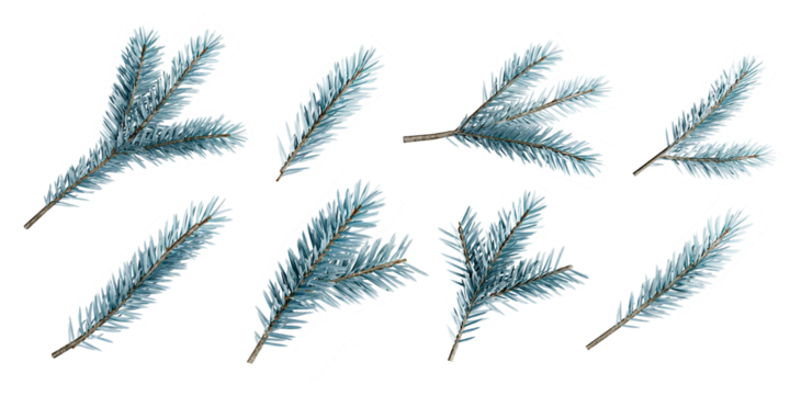 set of fir branches isolated on white