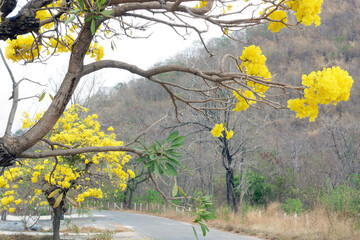 Paraguayan silver trumpet tree, Silver trumpet tree or Tree of gold with yellow flowers blooming.    