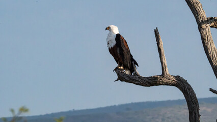 African Fish Eagle on Silent Watch