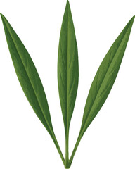 Three Green Lanceolate Leaves on White Background green leaves