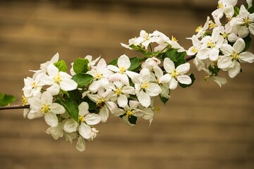 Kwiaty jabłoni drzewa owocowego w czasie kwitnienia © KoLesfot