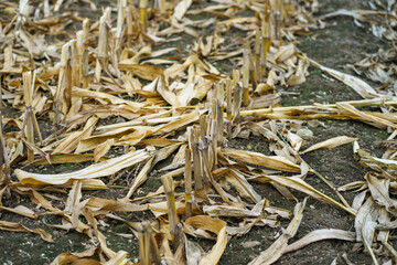 View of cut and dried corn stalks in a farmer's field and fallen dry leaves on the ground after the fall harvest. Feed corn harvest