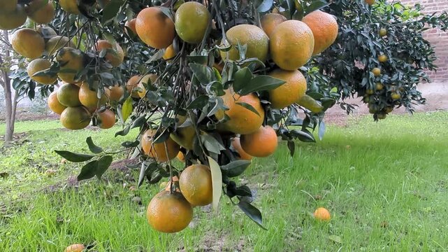 box of fresh orange fruits on wooden table on garden backgroun, with plant, fresh ripe citrus fruits as background, top view in hand