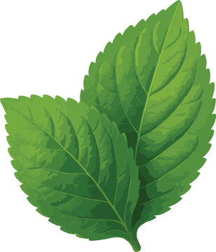 Two green mint leaves with serrated edges leaf herb