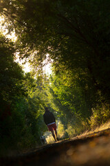 A person strolls down a tranquil forest path, surrounded by vibrant greenery and dappled sunlight. Ideal for nature-themed projects.