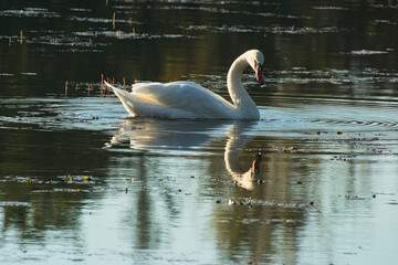 Łabędź niemy duży piękny ptak żyjący w środowisku wodnym