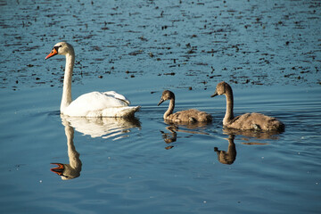 Łabędź niemy duży piękny ptak żyjący w środowisku wodnym