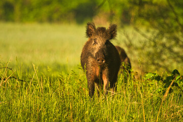 Dzik zwierzę żyjące w lesie i na polach uprawnych © KoLesfot
