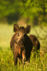 Dzik zwierzę żyjące w lesie i na polach uprawnych © KoLesfot