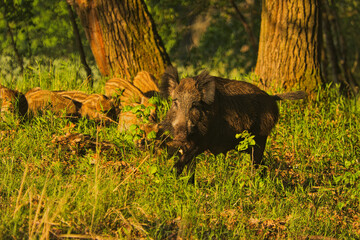 Dzik zwierzę żyjące w lesie i na polach uprawnych © KoLesfot