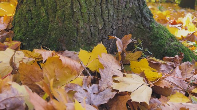 Close-up of bright yellow-orange fallen maple leaves on the ground and a tree trunk covered with lush green moss in an autumn deciduous forest.