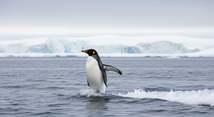 Fototapeta premium A single penguin wades through the ocean water, with icebergs in the background.