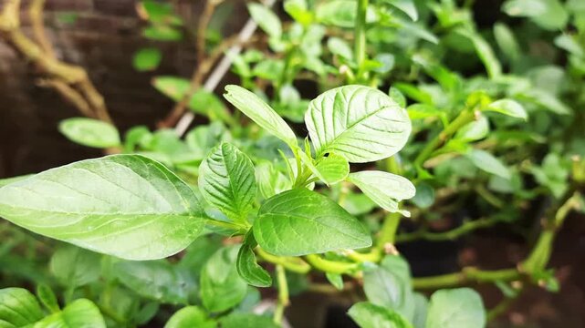 Amaranth plant displays its vibrant green leaves in a lush garden setting under the warm summer sun showcasing nature's beauty and the promise of fresh healthy food.
