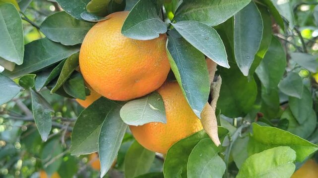 box of fresh orange fruits on wooden table on garden backgroun, with plant, fresh ripe citrus fruits as background, top view in hand