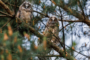 Two Owlets Calling in Pine Tree Branches Within Forest Wildlife