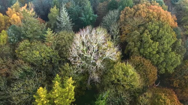 Beautiful autumn treetop colours from above panning left to right