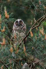 an owl that lives in a park, usually in pairs with other family members