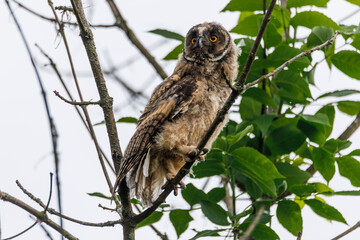 A curious owl sat on a branch among the pine trees in forest.