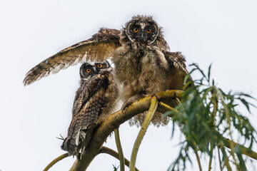 Two Juvenile owls stretch their wings on a branch during flight practice