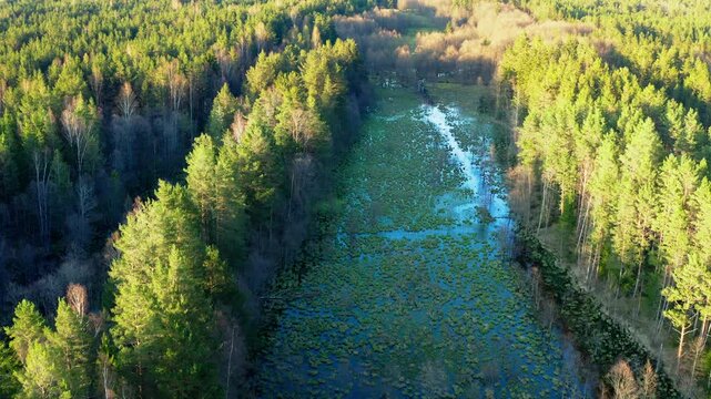 peaceful river corridor surrounded by pines, tranquil forest stream with aquatic plants under sunlight