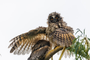 Two Juvenile owls stretch their wings on a branch during flight practice