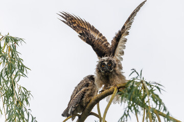 Two Juvenile owls stretch their wings on a branch during flight practice