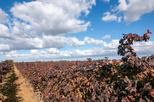 manduria is a city in Puglia famous for Primitivo di Manduria, one of Italy's most celebrated red wines. Its historic center is rich in medieval architecture narrow streets, and ancient churches