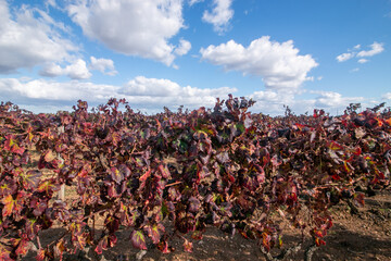 manduria is a city in Puglia famous for Primitivo di Manduria, one of Italy's most celebrated red wines. Its historic center is rich in medieval architecture narrow streets, and ancient churches