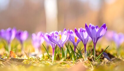 Captivating purple crocus flowers blooming in spring sunlight for a spring time scene
