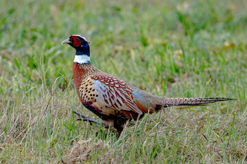 Pheasant