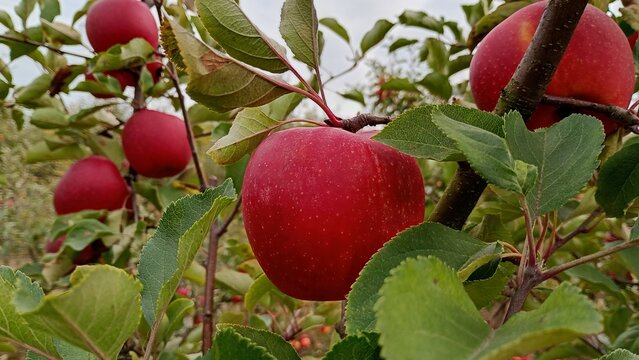 Red apple fruit in the garden Autumn harwest