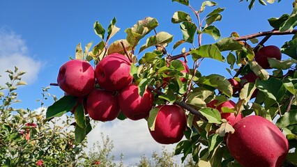 Red apple fruit in the garden Autumn harwest
