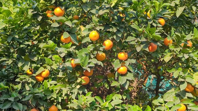 box of fresh orange fruits on wooden table on garden backgroun, with plant, fresh ripe citrus fruits as background, top view in hand