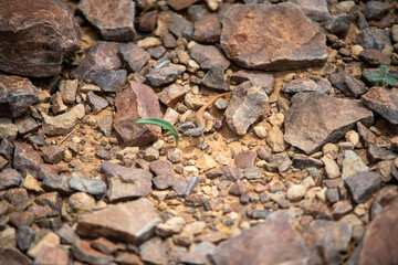 A dramatic view of the Fish River Canyon in Namibia, showcasing steep rocky cliffs, layered...