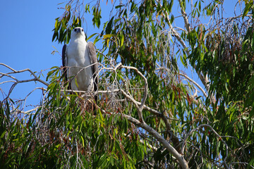 White-bellied sea-eagle - Yellow Water Cruise - Kakadu National Park - Australia