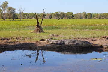 crocodile at the yellow water river at the kakadu national park in australia