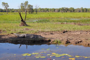 crocodile at the yellow water river at the kakadu national park in australia