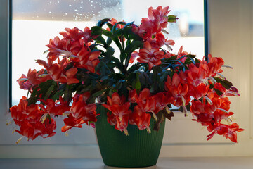 red cactus on a windowsill with a window in the background