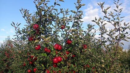 Red apple fruit in the garden Autumn harwest