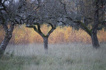 Poplars behind an Orchard