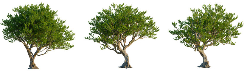 Argania spinosa tree, front view, cutout, transparent background, isolate, Three trees with lush green leaves isolated for landscaping designs