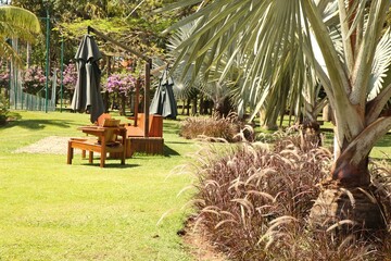 Park with tropical plants and wooden furniture in sunny day light. Green grass, palms and trees