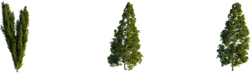 Fototapeta premium Cupressus sempervirens tree, front view, cutout, transparent background, isolate, Three cypress trees stand tall, adding serene Mediterranean charm to designs